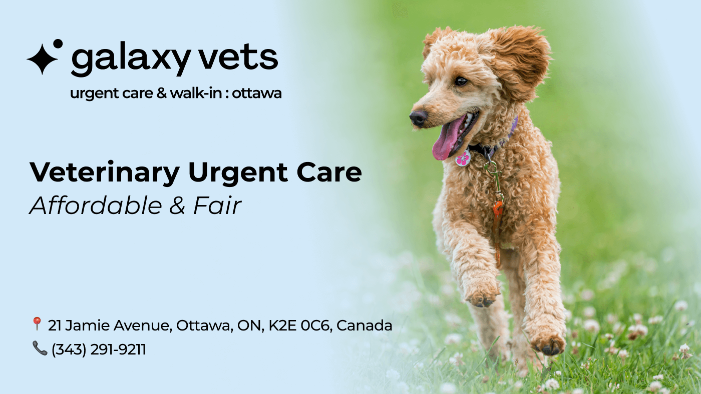 Urgent Pet Care Papillion
