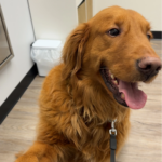 Abigail Wilson Patient Doggy