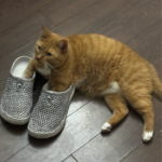 Patient Cat