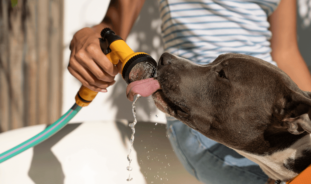 Woman with dog drinking