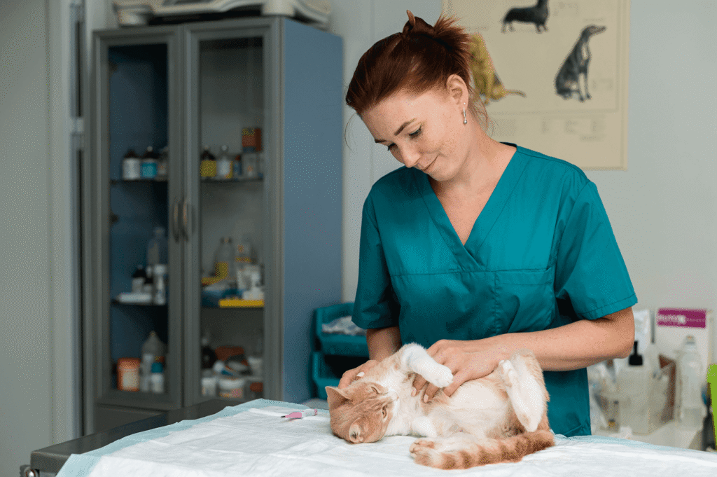 Veterinarian taking care cat