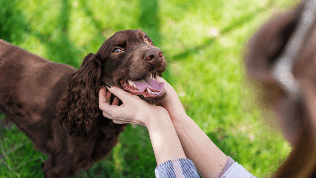 Owner petting german spaniel