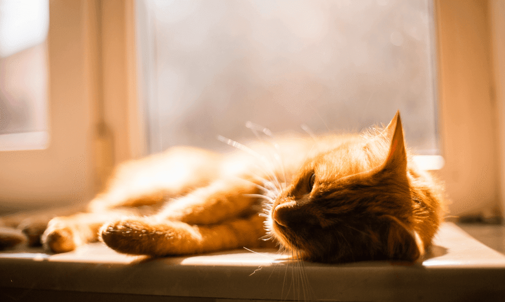 Cat lying tired window sill