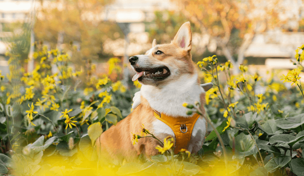 A corgi dog sits in a field of yellow flowers