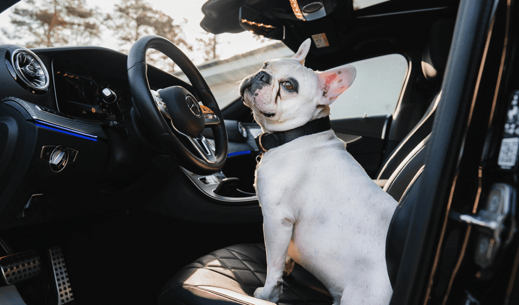 White and Brown Short Coated Dog in Car