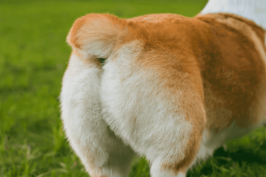 Fluffy Corgi Rear End in Green Grass