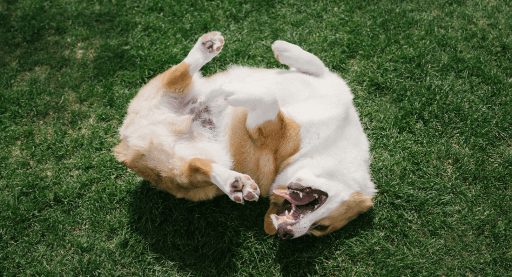 A Corgi Dog Rolls Playfully on Green Grass