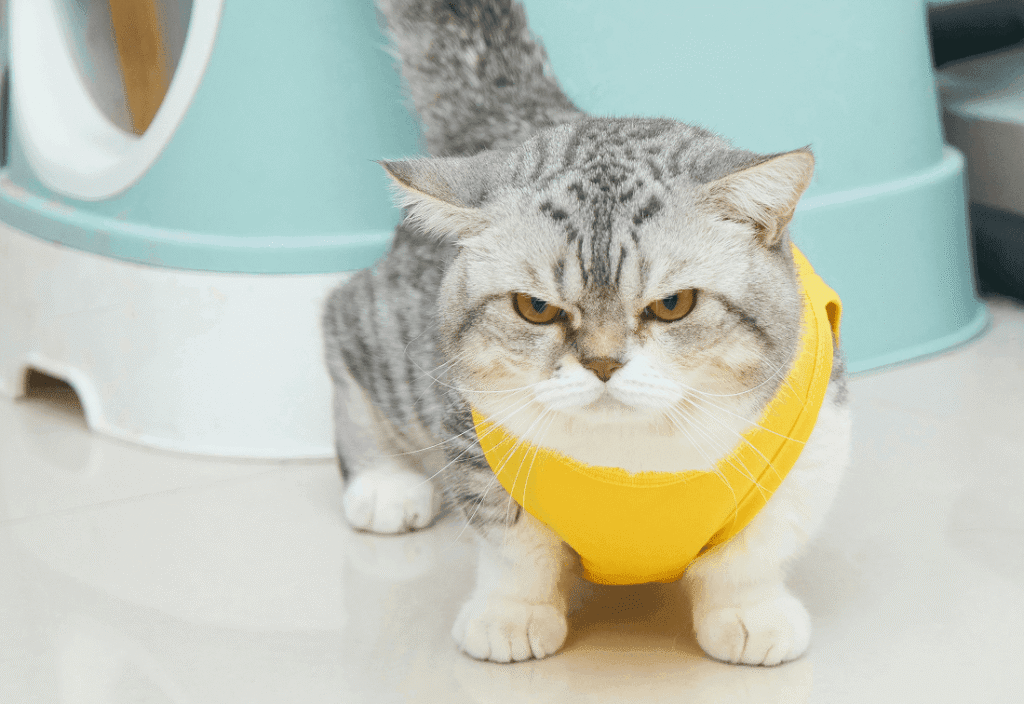 A Gray and White Cat Wearing a Yellow Collar
