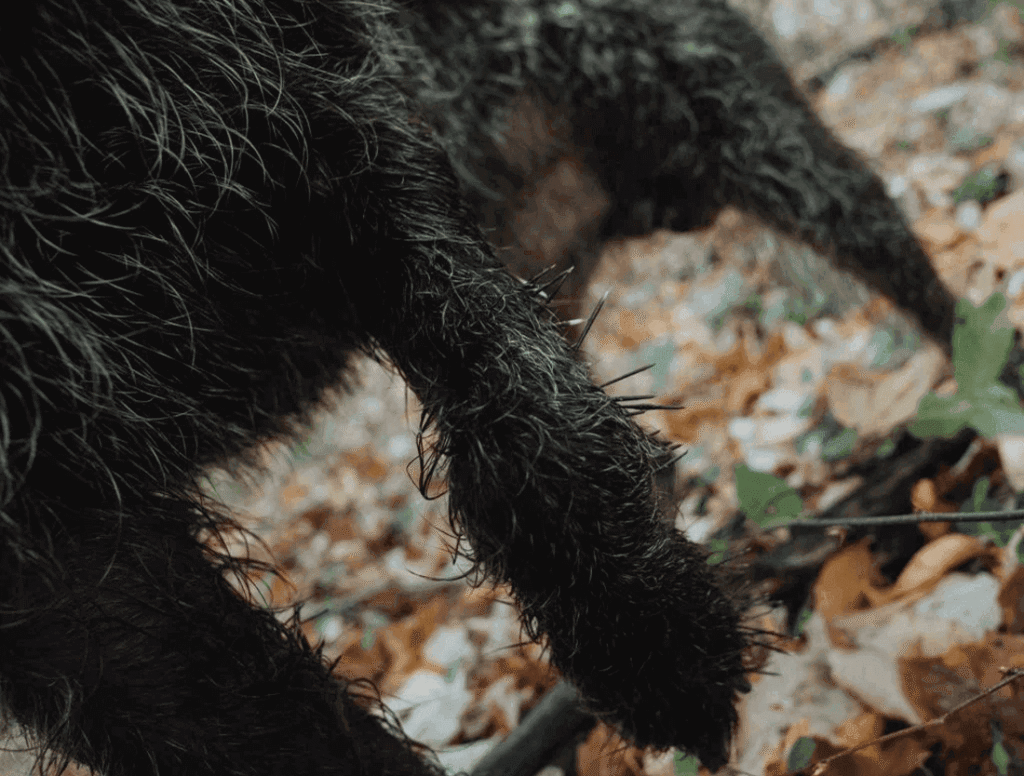 Dog Leg with Porcupine Quills