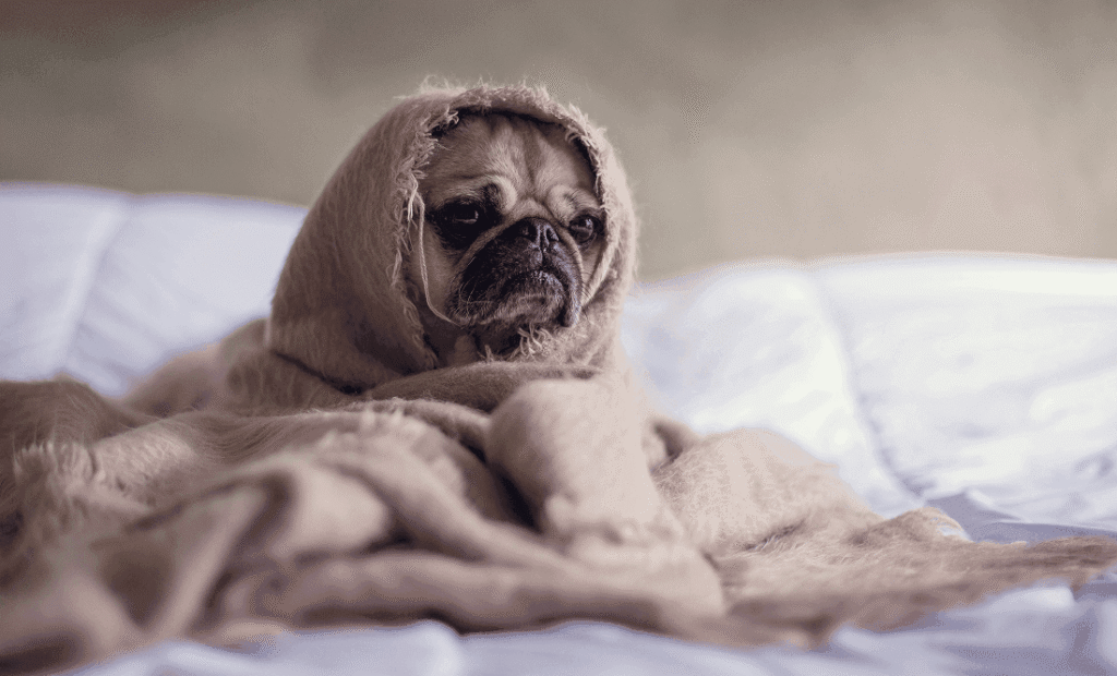 Pug Covered with Blanket on Bedspread