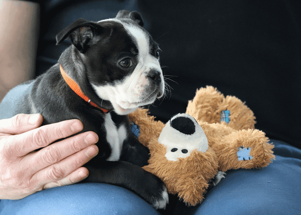 A Small Black and White Dog Sitting Next to a Teddy Bear